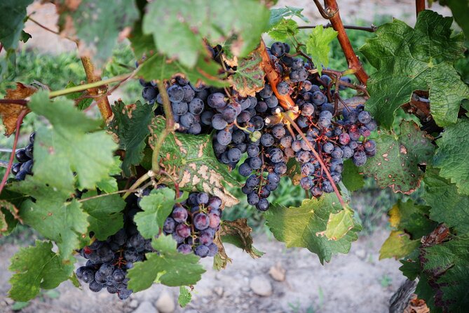 Relaxing Afternoon Wine Tour through Niagara's Wine Country - Why an afternoon in Niagara wine country works