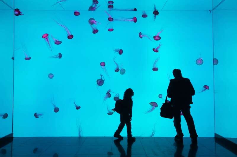 Ripley's Aquarium: Sharks After Dark Entry (After 5PM) - Key points to know before you go