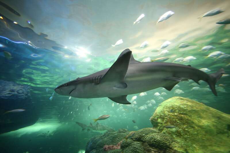 Ripley's Aquarium: Sharks After Dark Entry (After 5PM) - Why an evening visit works so well in Toronto