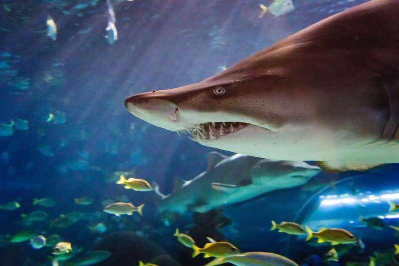 Ripley's Aquarium: Sharks After Dark Entry (After 5PM) - Nine galleries and 20,000 aquatic animals