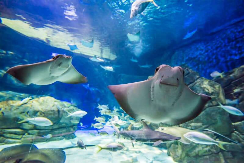 Ripley's Aquarium: Sharks After Dark Entry (After 5PM) - Shark Tunnel: the main event