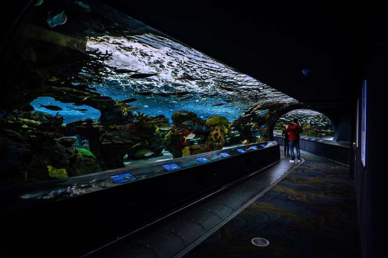Ripley's Aquarium: Sharks After Dark Entry (After 5PM) - Live animal presentations and the evening rhythm