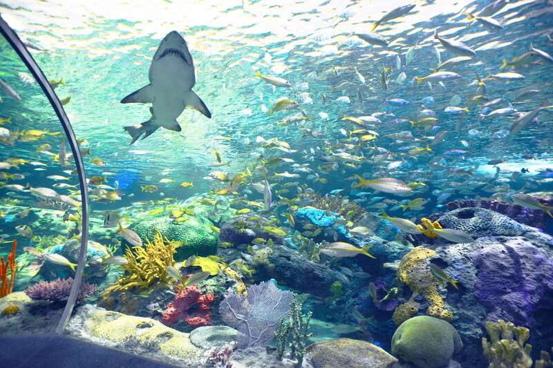 Ripley's Aquarium: Sharks After Dark Entry (After 5PM) - Jazz Fridays with live music and bars