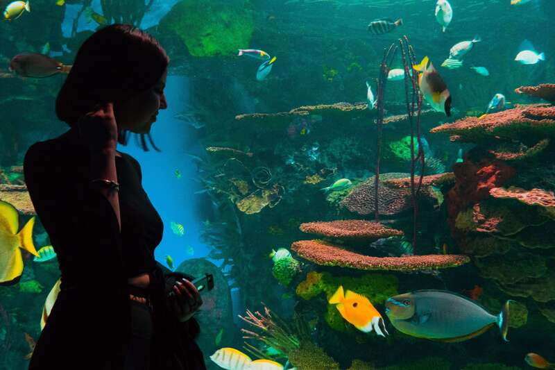 Ripley's Aquarium: Sharks After Dark Entry (After 5PM) - How much value do you get for $33?