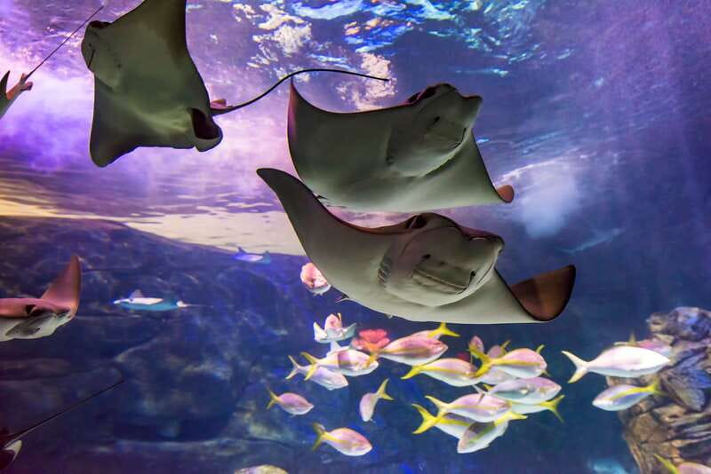 Ripley's Aquarium: Sharks After Dark Entry (After 5PM) - Getting to Ripley’s Aquarium from Union Station