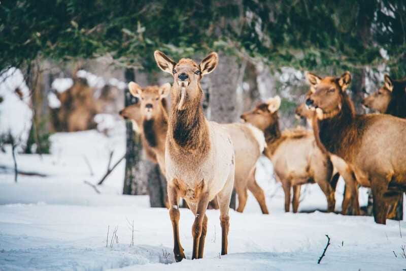 Saint Felicien: Admission to Zoo Sauvage - Making the most of a winter visit