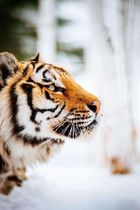 Saint Felicien: Admission to Zoo Sauvage - Small details that can improve your day