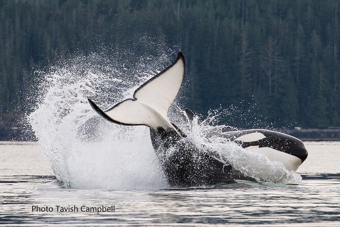 Salish Sea Whale Watching Tour in Campbell River - A custom boat with a real indoor escape