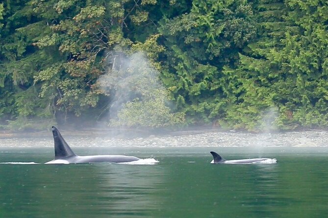 Salish Sea Whale Watching Tour in Campbell River - More than a wildlife checklist