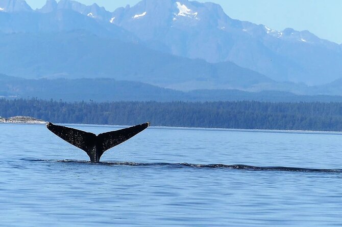 Salish Sea Whale Watching Tour in Campbell River - Who should choose this Campbell River tour?