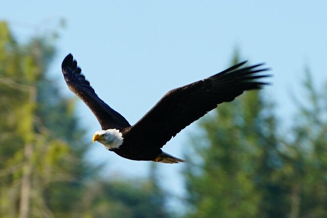 Salish Sea Whale Watching Tour in Campbell River - Booking, cancellation, and practical planning