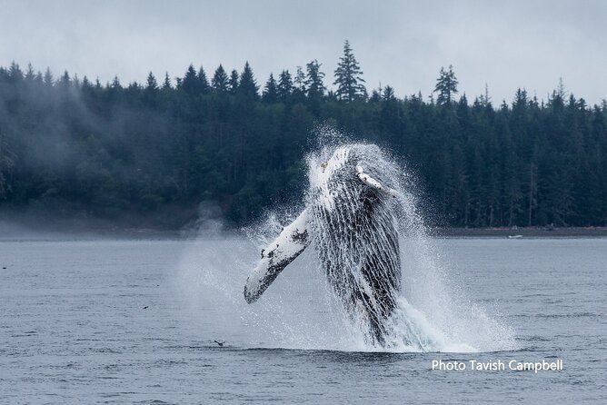 Salish Sea Whale Watching Tour in Campbell River - Searching for orcas and humpback whales