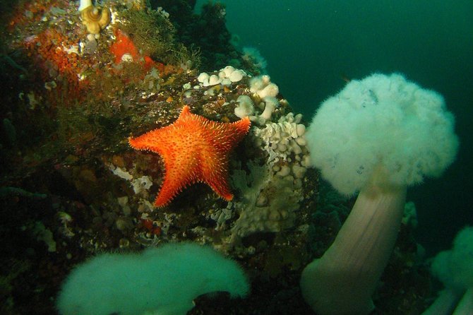 Scuba Dive Boat Charter in Vancouver (Certified Divers Only!) - Meeting the Topsail at Horseshoe Bay