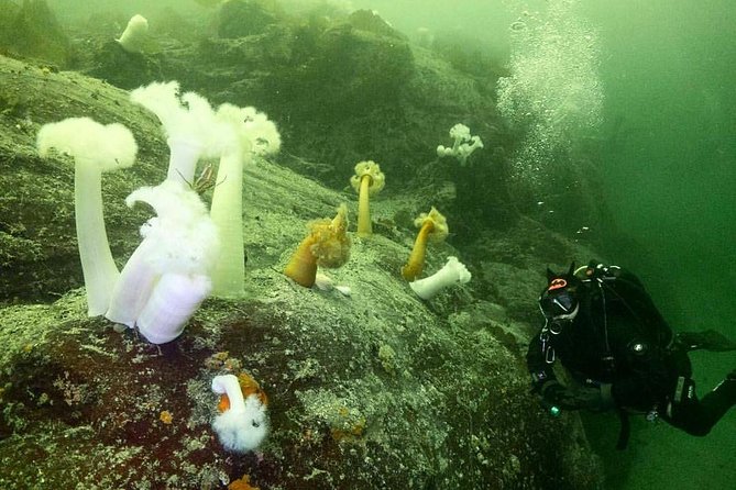 Scuba Dive Boat Charter in Vancouver (Certified Divers Only!) - Why the boat setup matters in cold water