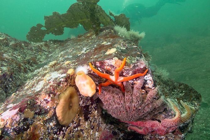 Scuba Dive Boat Charter in Vancouver (Certified Divers Only!) - Is $112.62 a fair price?