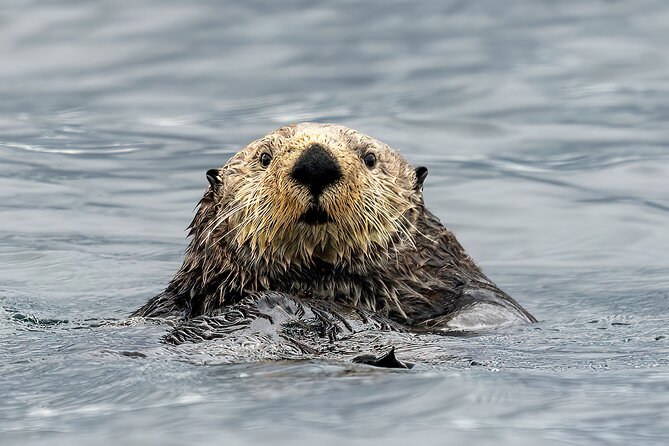 Sea Otter and Whale Watching Tour on Northern Vancouver Island - Key points before you book