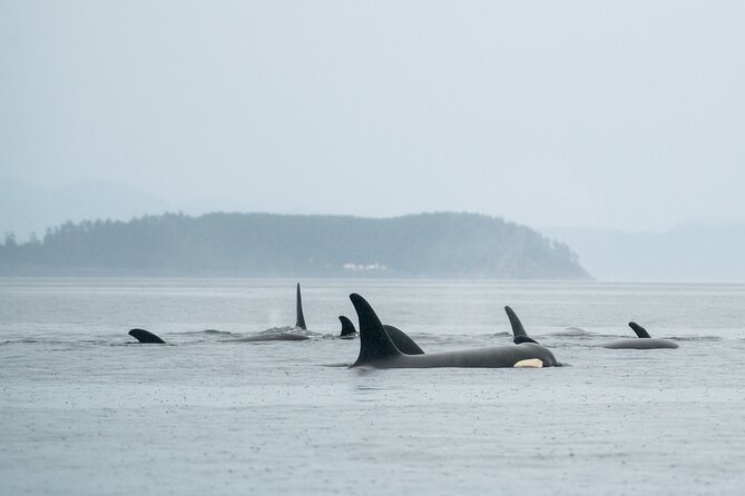 Sea Otter and Whale Watching Tour on Northern Vancouver Island - Why Port Hardy is a strong starting point