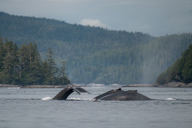 Sea Otter and Whale Watching Tour on Northern Vancouver Island - Queen Charlotte Strait is the main event