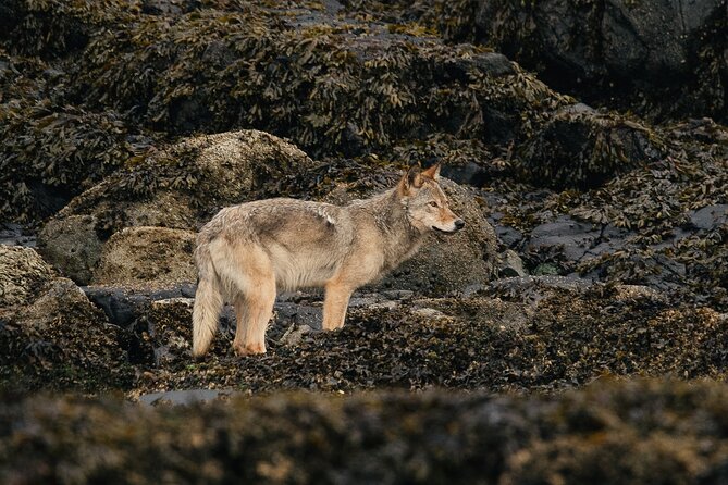 Sea Otter and Whale Watching Tour on Northern Vancouver Island - Wildlife expectations: enjoy the search, not just the checklist