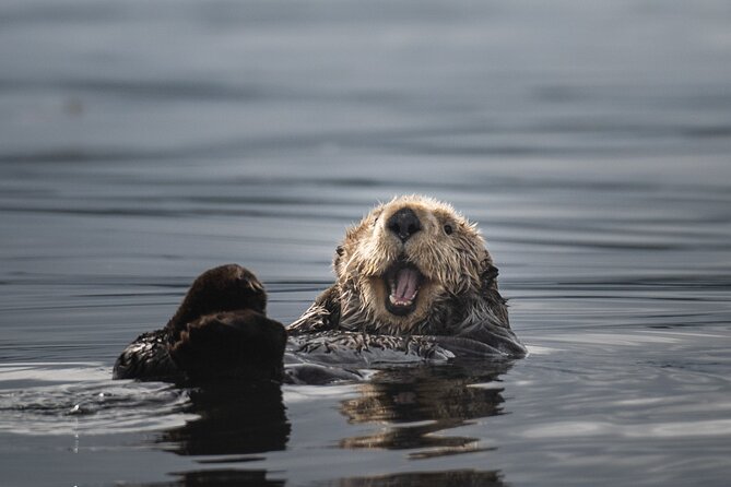 Sea Otter and Whale Watching Tour on Northern Vancouver Island - Who will enjoy this tour most