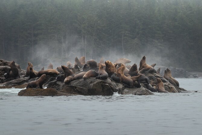 Sea Otter and Whale Watching Tour on Northern Vancouver Island - God’s Pocket Marine Provincial Park: a short but scenic opening