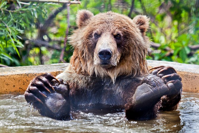Skip the Line: Kamloops BC Wildlife Park Admission Ticket - Grizzly bears and the value of scheduled talks