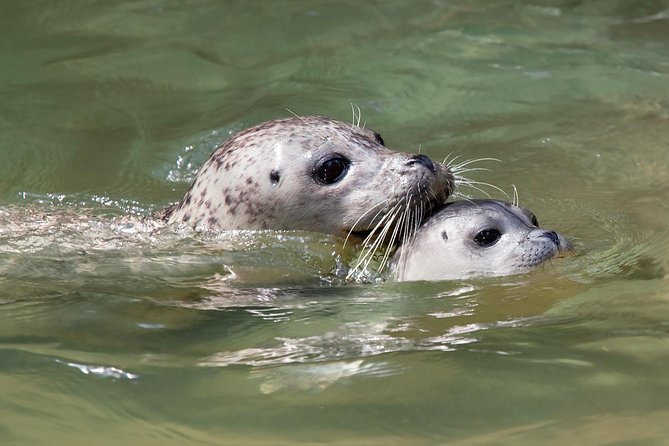 Snorkel, Kayak, and Seal Adventure: Vancouver Boat Tour - Weather, cancellations, and practical limits