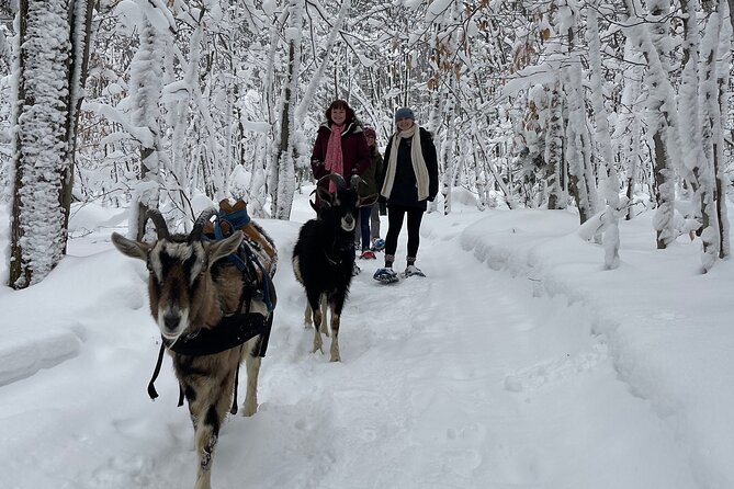 Snowshoeing with mountain goats Private activity - Meeting at Promenade Jacques-Cartier at 1:30 pm