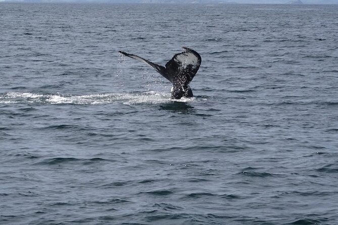 St. John’s Small Group Tour with Iceberg Quest Boat Cruise - Key points to know before booking