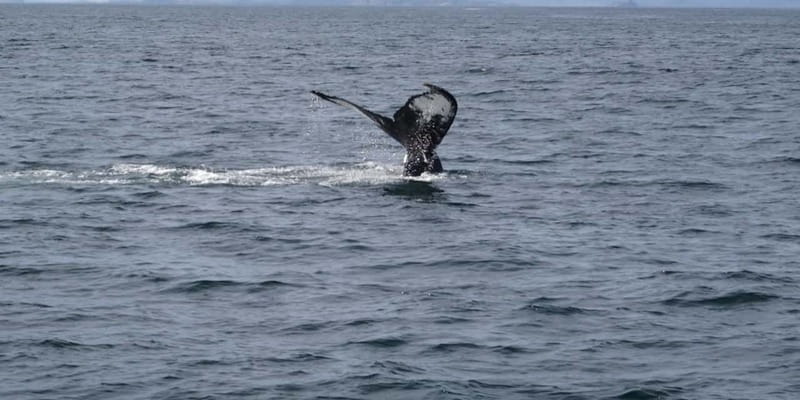 St Johns Premium Tour with Iceberg Quest Boat Cruise - The timing problem you should know before booking