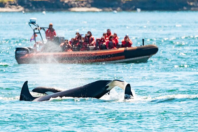Summer Whale Watching Tour in a Zodiac Boat in Victoria - Key points before you book