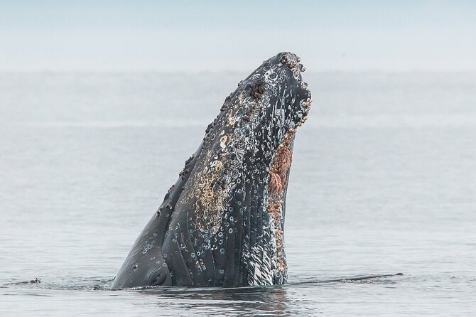 Summer Whale Watching Tour in a Zodiac Boat in Victoria - Leaving Victoria Harbour for open water
