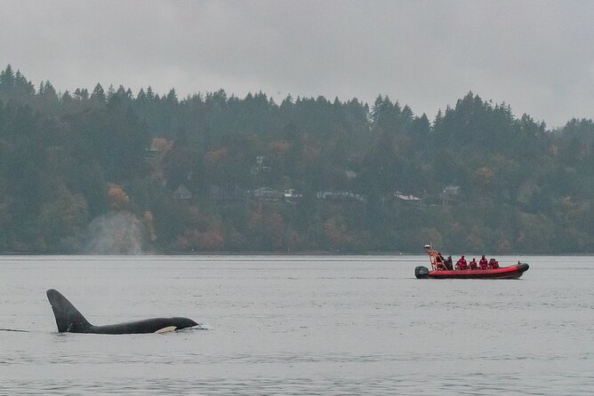 Summer Whale Watching Tour in a Zodiac Boat in Victoria - Race Rocks and the Olympic Mountains
