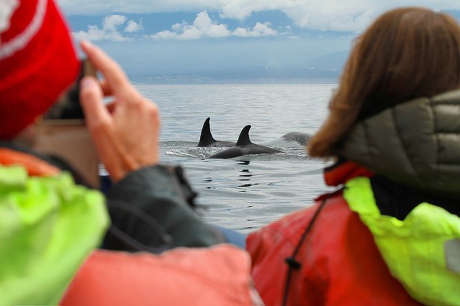 Summer Whale Watching Tour in a Zodiac Boat in Victoria - Booking, weather, and timing advice
