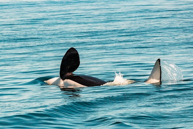 Summer Whale Watching Tour in a Zodiac Boat in Victoria - Fisgard Lighthouse and Fort Rodd Hill