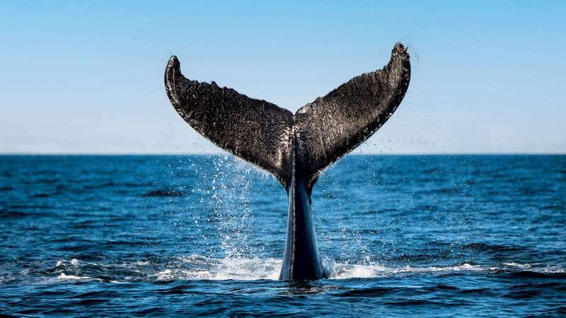 Tadoussac/Charlevoix: 3-Hour Whale Watching Boat Tour - Key points to know before booking