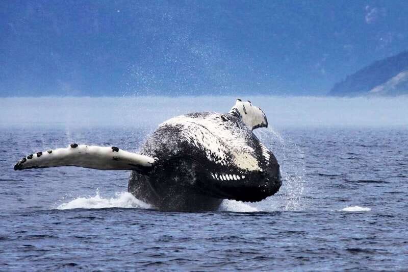 Tadoussac/Charlevoix: 3-Hour Whale Watching Boat Tour - Who will enjoy this tour most?