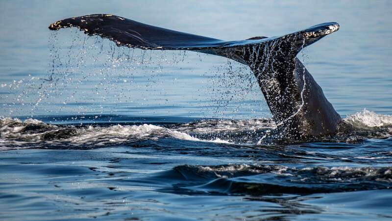 Tadoussac/Charlevoix: 3-Hour Whale Watching Boat Tour - Three hours among whales, seals, and river scenery