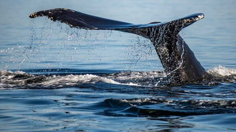Tadoussac/Charlevoix: 3-Hour Whale Watching Boat Tour - What the large boat does well