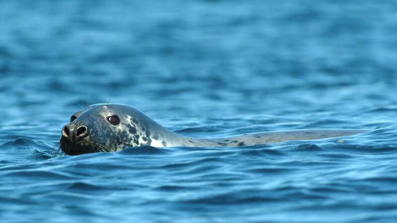 Tadoussac/Charlevoix: 3-Hour Whale Watching Boat Tour - The cold-weather lesson most people learn late