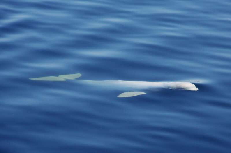 Tadoussac/Charlevoix: 3-Hour Whale Watching Boat Tour - The guides make the difference