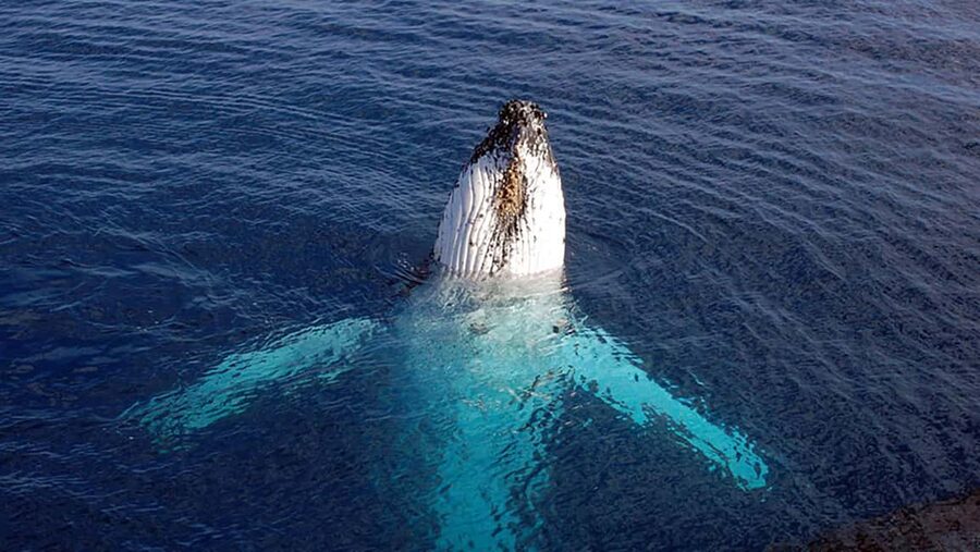 Tadoussac/Charlevoix: VIP Lounge OR UpperDeck Whale Watching - Key points to know before booking