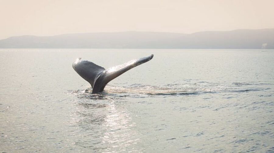 Tadoussac/Charlevoix: VIP Lounge OR UpperDeck Whale Watching - Who should book this cruise?