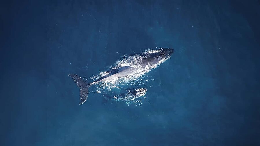 Tadoussac/Charlevoix: VIP Lounge OR UpperDeck Whale Watching - Prince Shoal Light and the open-water search