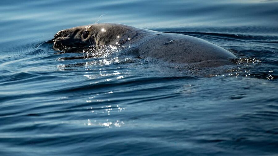 Tadoussac/Charlevoix: VIP Lounge OR UpperDeck Whale Watching - Choosing Upper Deck Access for 360-degree views