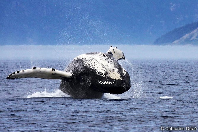 Tadoussac/Charlevoix: Whale Watching Tour - Why Tadoussac is such a strong whale watching base