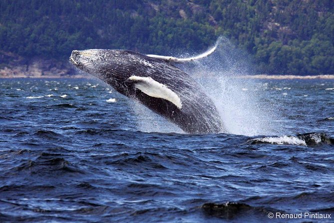 Tadoussac/Charlevoix: Whale Watching Tour - Cold, wet, and windy: dress for the river