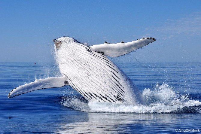 Tadoussac/Charlevoix: Whale Watching Tour - Is $101.32 a good value?