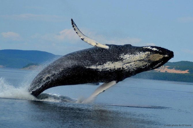 Tadoussac/Charlevoix: Whale Watching Tour - Who should book this experience?