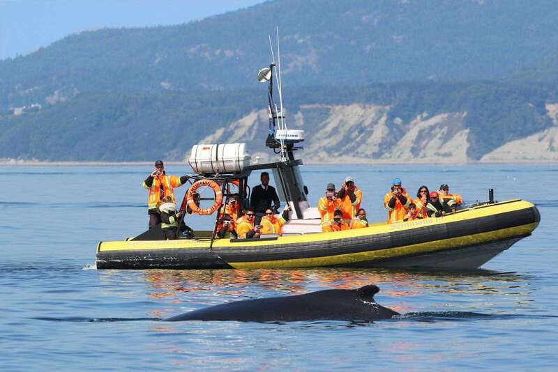 Tadoussac/Charlevoix: Whale Watching Tour & Bear Observation - The essentials at a glance